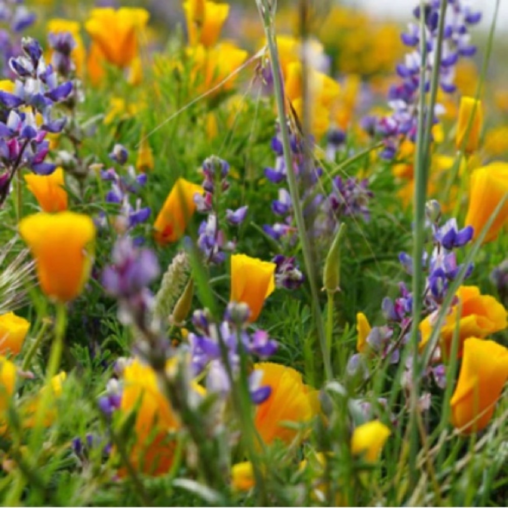 2 Pack - Wildflower Mix | Seed Grow Kit | The Jonsteen Company NEW - Picture 10 of 10
